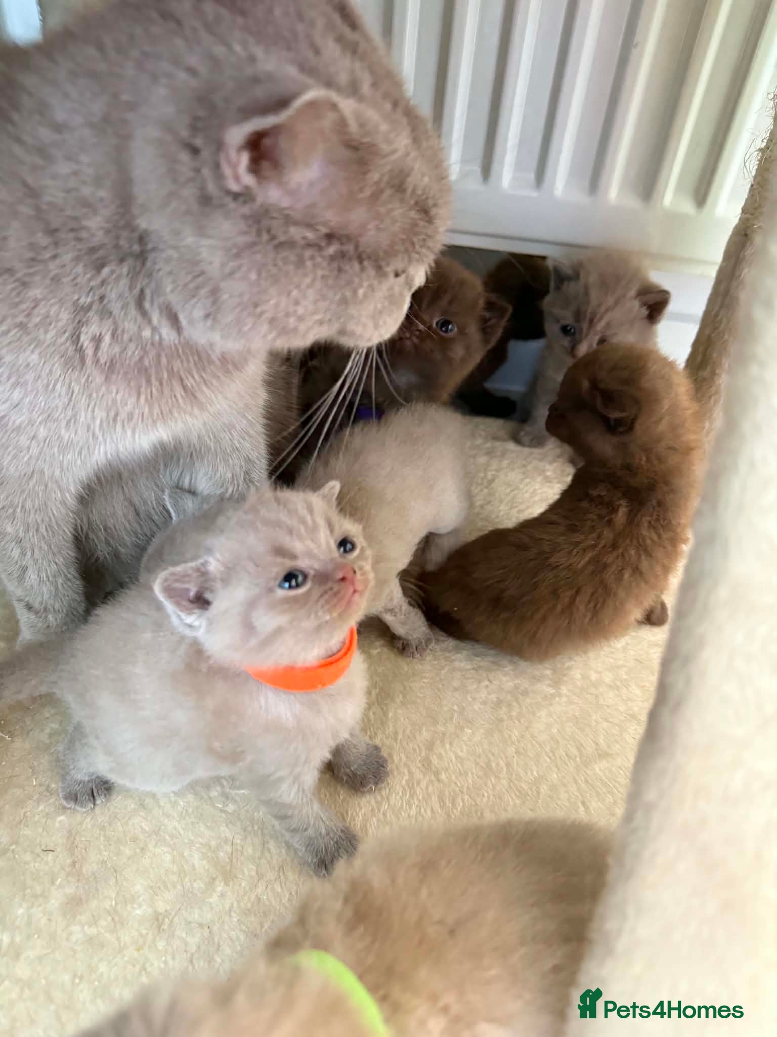 Scottish Fold cats Stunning Scottish fold/straight kittens😻 - Advert 2