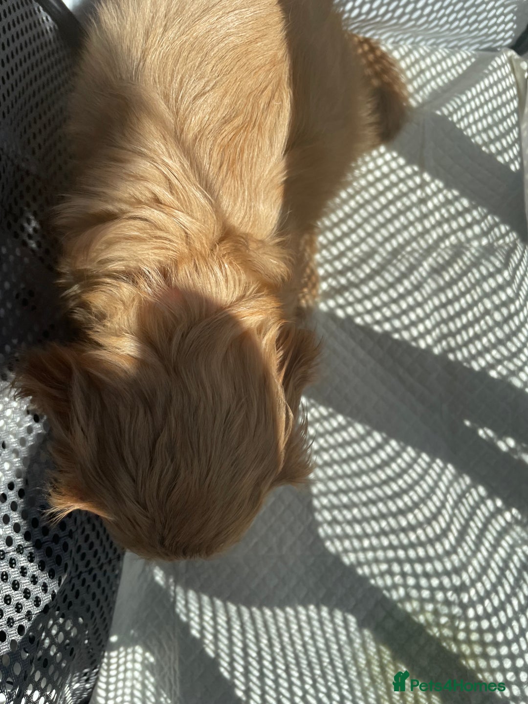 Cockapoo dogs for sale: Cockapoo F2 puppy - Image 5