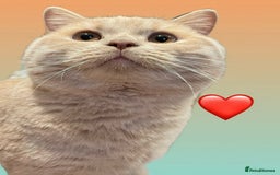 British Shorthair cats for sale: Rehoming Our Precious British Shorthair Cats - Advert 11