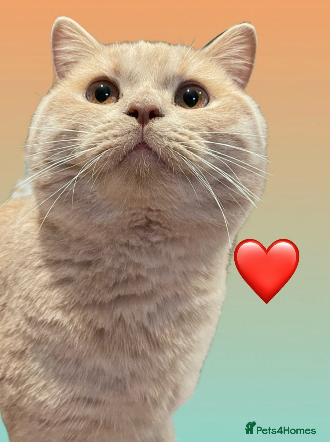 British Shorthair cats for sale: Rehoming Our Precious British Shorthair Cats - Advert 11