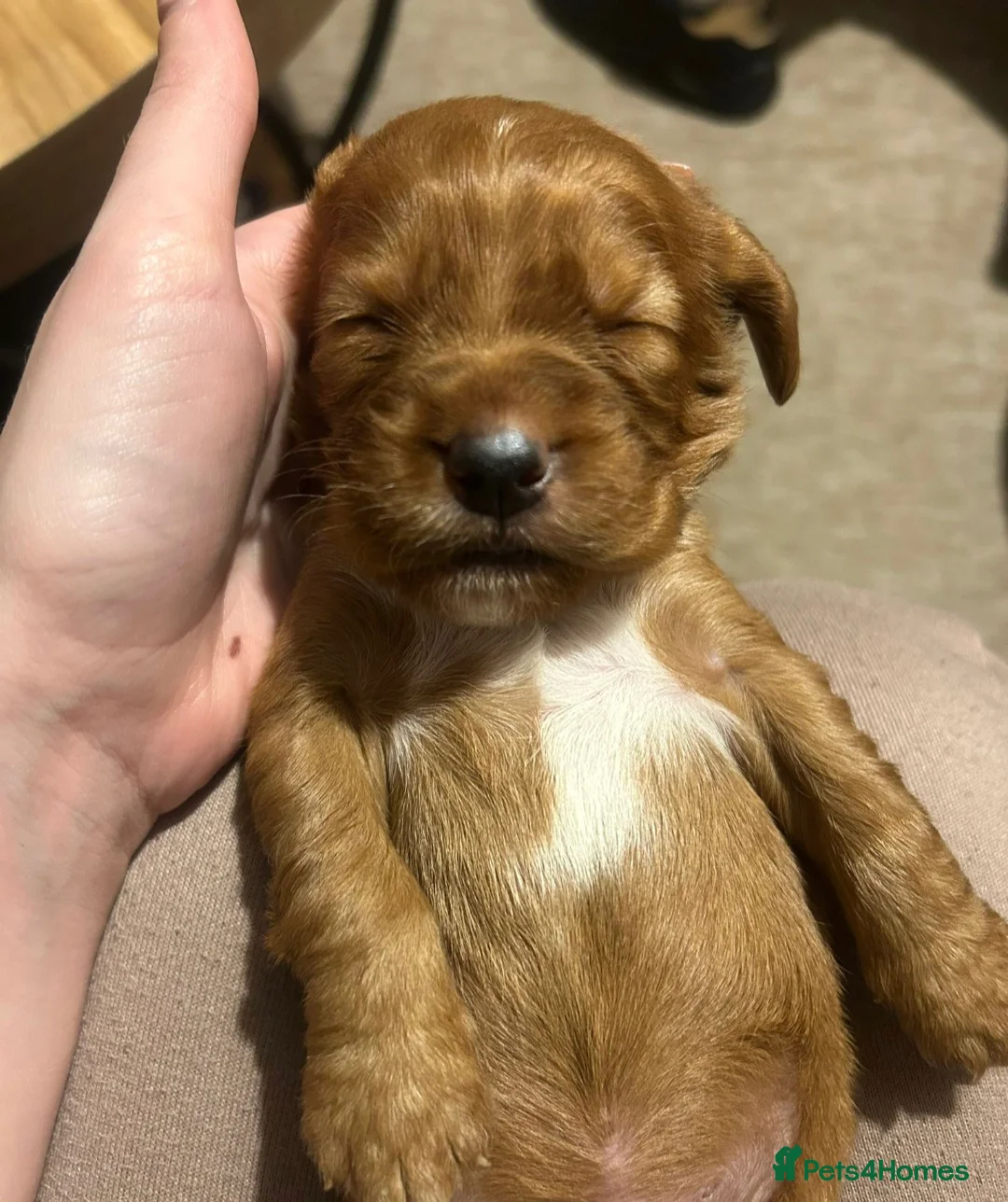 Cocker Spaniel dogs for sale: Cocker spaniel pups READY NOW  - Advert 18