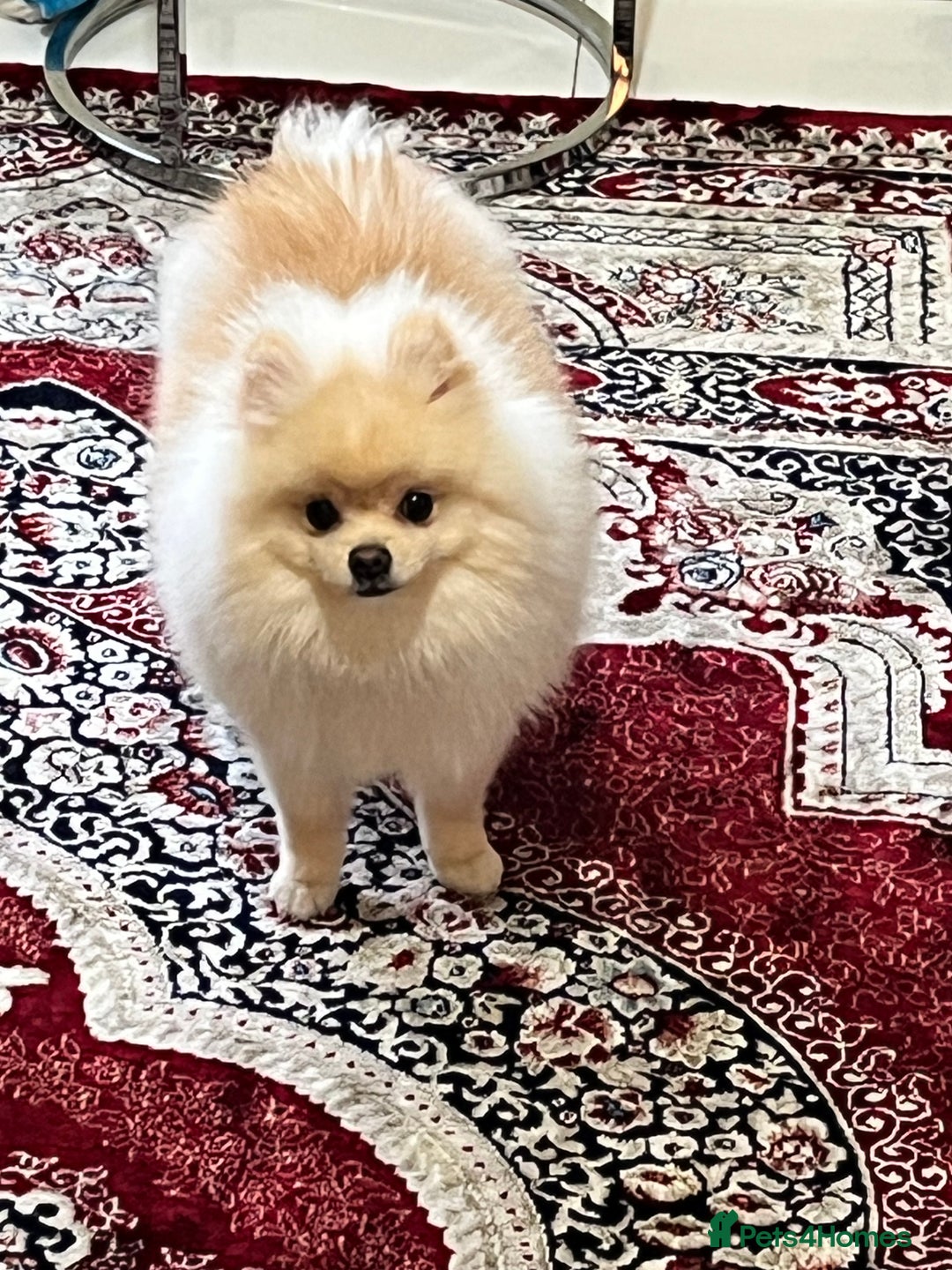 Pomeranian dogs for sale: 8 month old cute Pomeranian boy - Advert 5