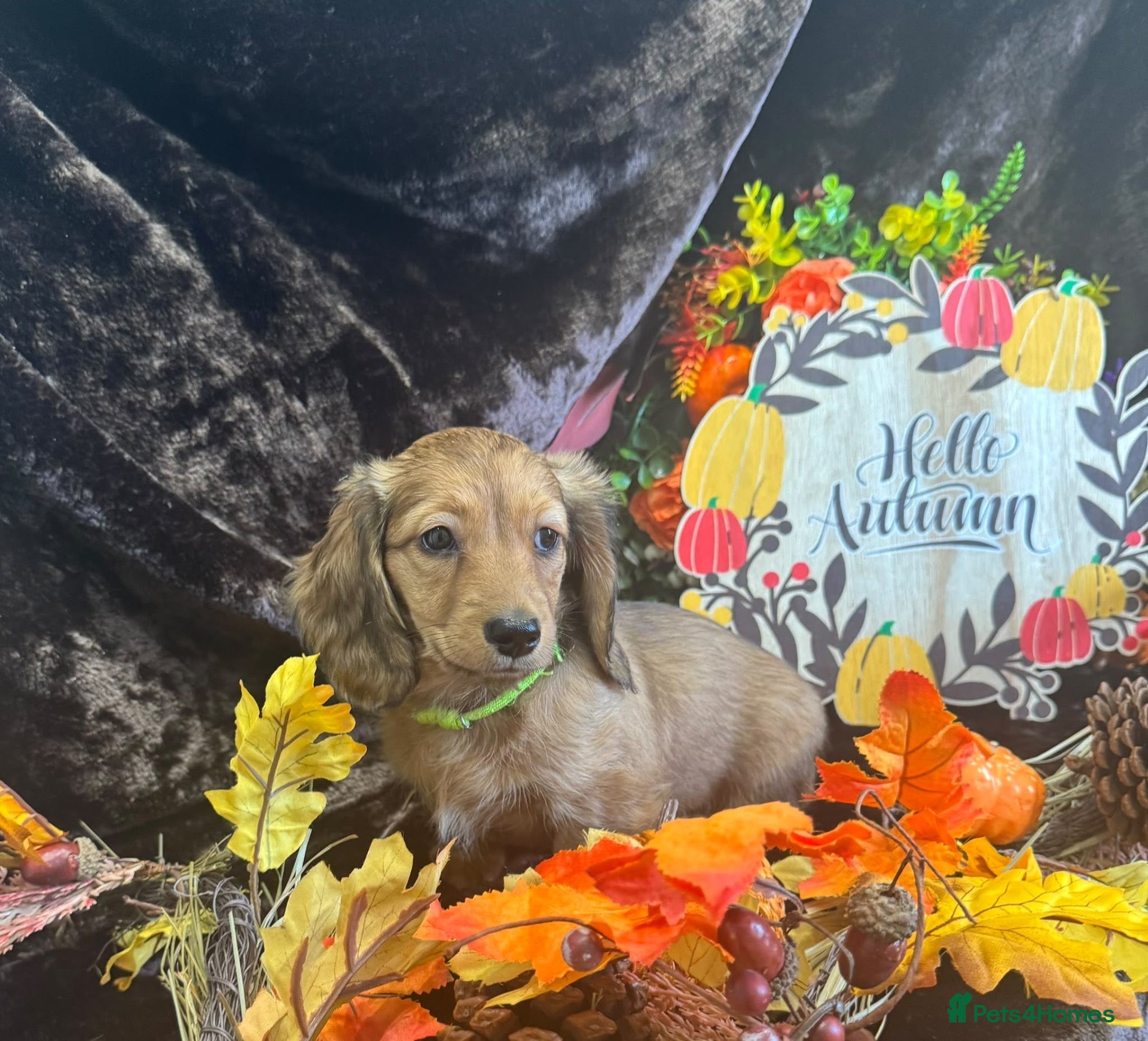 Miniature Dachshund dogs LAST 2 STUNNING KC LONG HAIRED MINI DACHSHUNDS 💕 - Advert 16