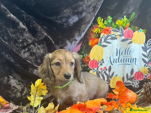 Miniature Dachshund dogs LAST 2 STUNNING KC LONG HAIRED MINI DACHSHUNDS 💕 - Advert 16