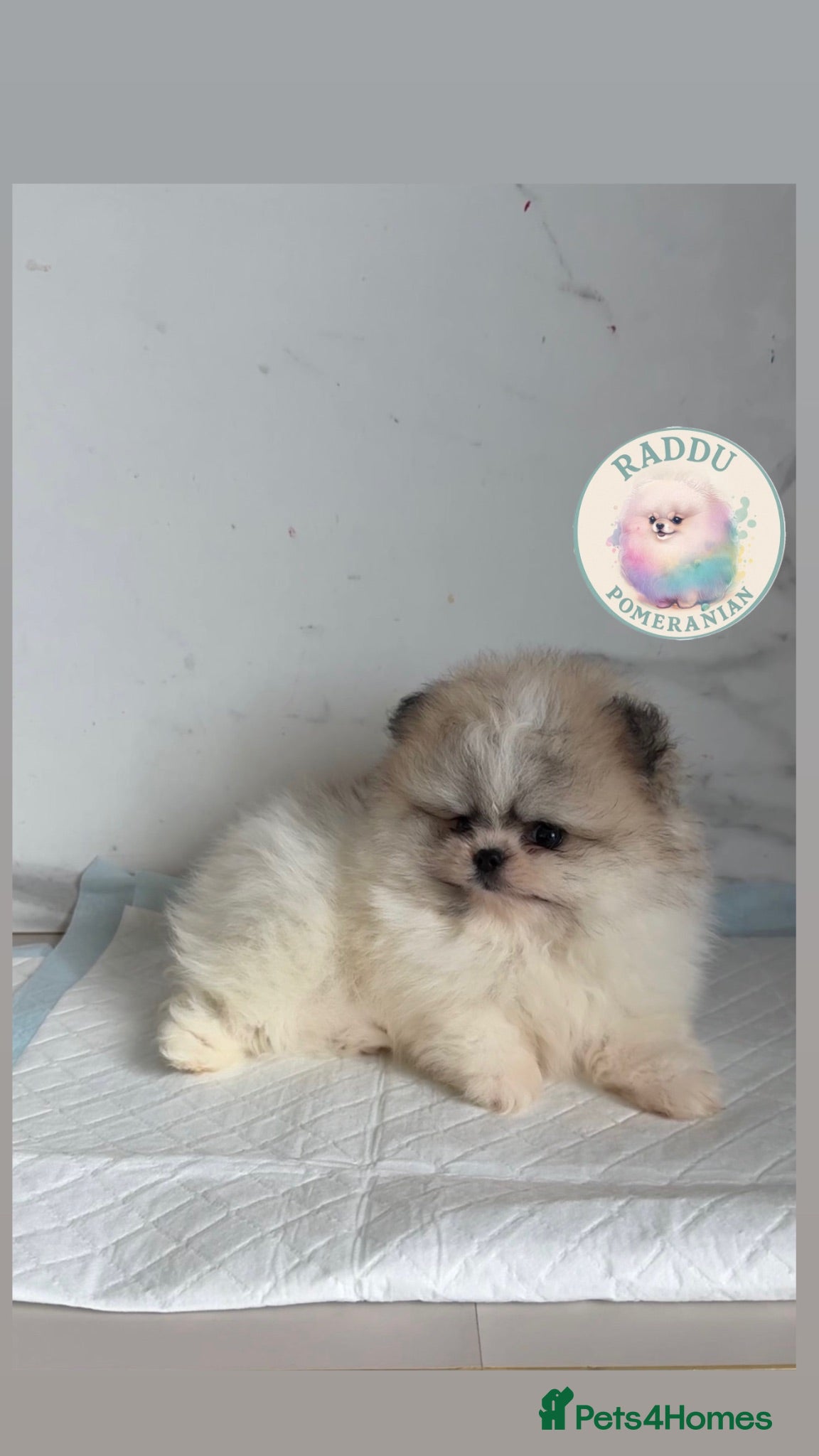 Pomeranian dogs Ready now 🧸 champion line🥇Koreanian line  - Advert 2