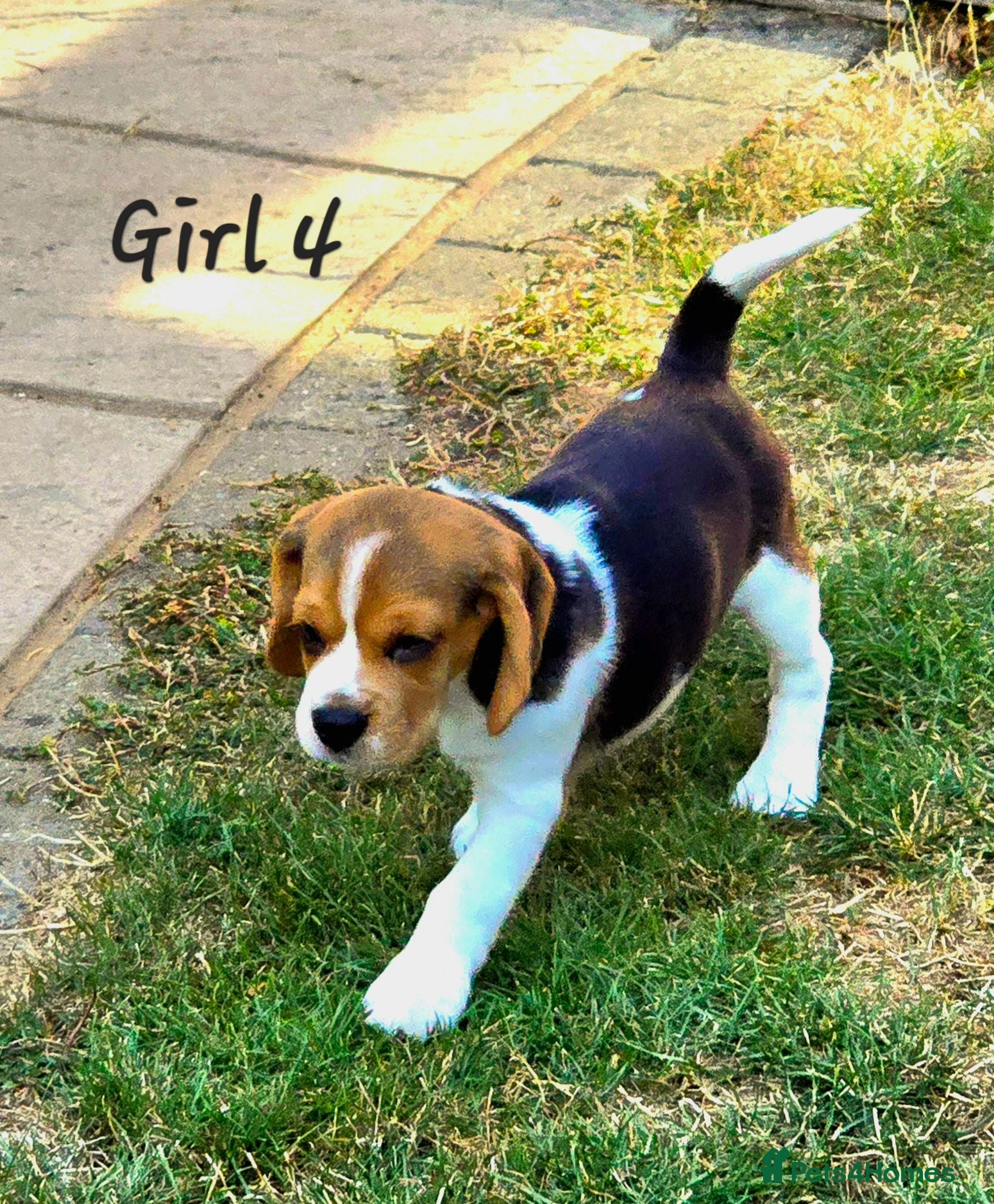 Beagle dogs Six Gorgeous KC Reg Pups- Champion Bloodline - Advert 2