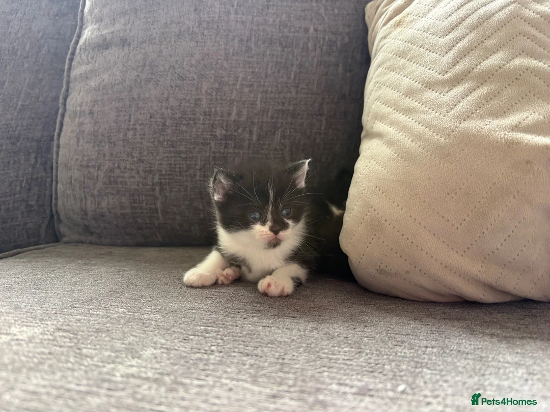Mixed Breed cats for sale: Tuxedo kittens  in Runcorn - Advert 2