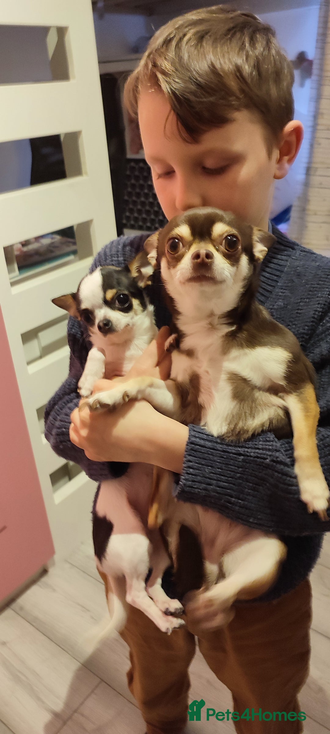 Chihuahua dogs for sale:  Tiny dog chihuahua - Advert 1