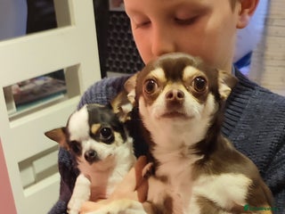 Chihuahua dogs Tiny dog chihuahua - Advert 1