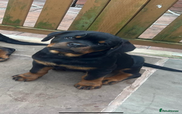 Rottweiler dogs for stud: Proven kc reg Health tested hip and elbow scored in Windsor - Image 12