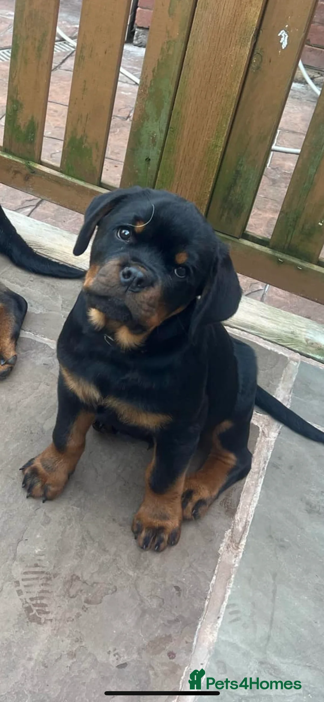 Rottweiler dogs for stud: Proven kc reg Health tested hip and elbow scored in Windsor - Advert 12