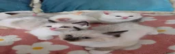 Ragdoll cats for sale: GCCF registered Ragdoll kittens  - Advert 9