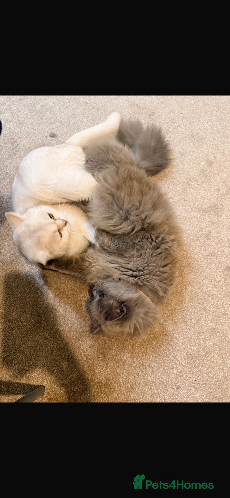 Mixed Breed cats  British Shorthair × Longhair Kittens   - Advert 7