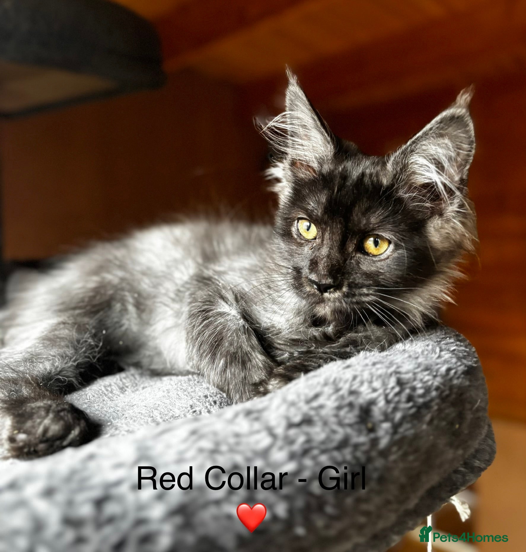 Maine Coon cats GCCF Registered - Silver smoke Maine Coon Kittens - Advert 4