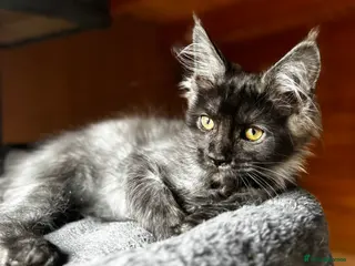 Maine Coon cats GCCF Registered - Silver smoke Maine Coon Kittens - Advert 1