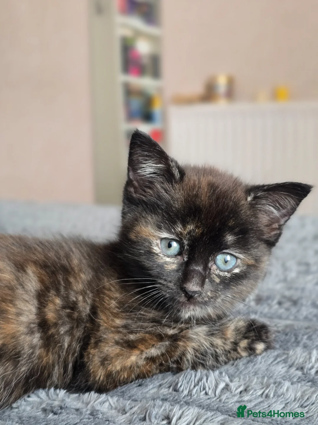 Mixed Breed cats for sale: Beautiful chubby Kittens Ready for Loving Homes in Birmingham - Advert 13