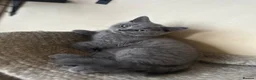 British Shorthair cats for sale: Pure Pedigree GCCF-Registered kittens  - Advert 6