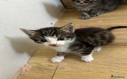 Maine Coon cats for sale: Ragcoon polydactyl kittens - Image 11