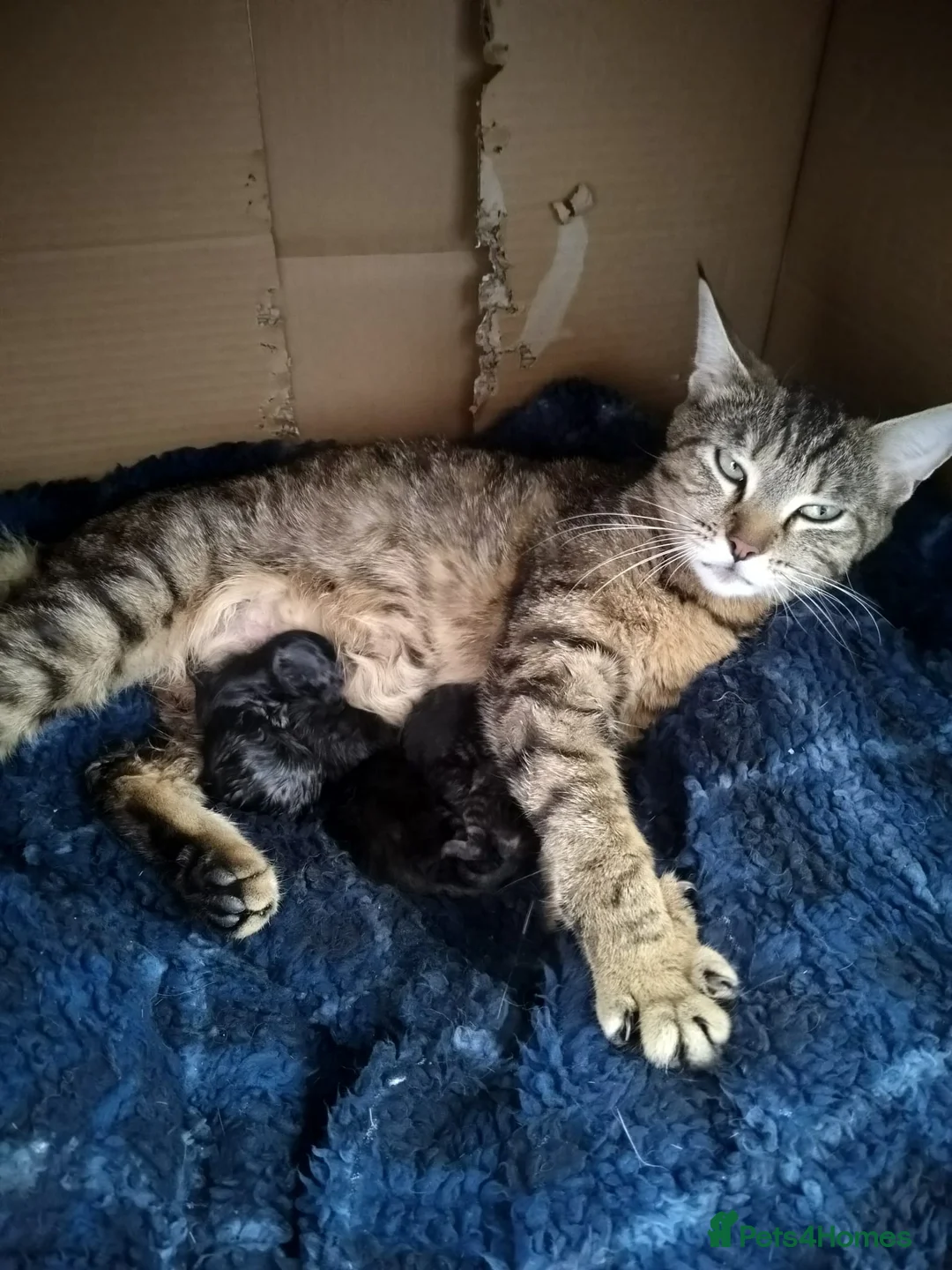 Maine Coon cats for sale: Maine Coon x kittens - Advert 2