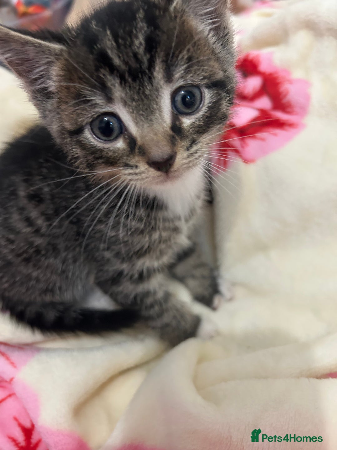 British Shorthair cats for sale: 4 tabby kittens for sale (2 boys 2 girls) - Advert 13