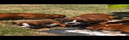 Boxer dogs for sale: Boxer pups  - Advert 5