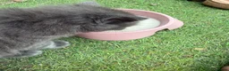 Mixed Breed cats for sale: Gorgeous Grey / Blue Girls  - Advert 3