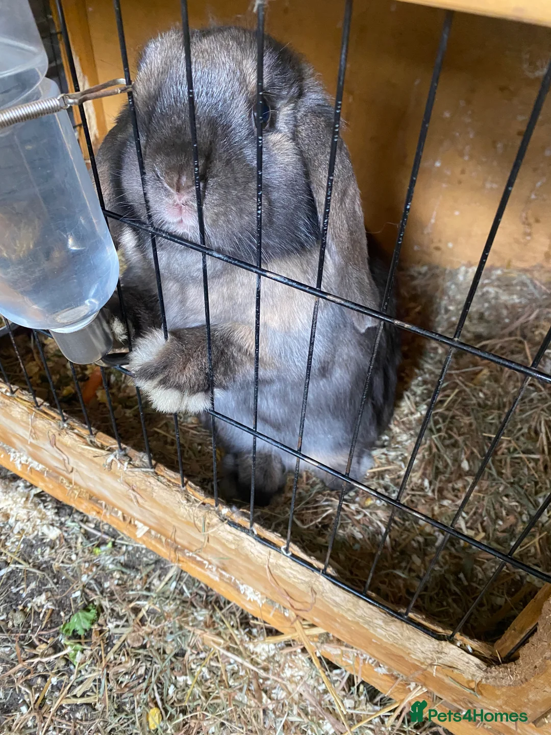 French Lop rabbits for sale: Baby Mini Lop Rabbits for sale - Advert 2
