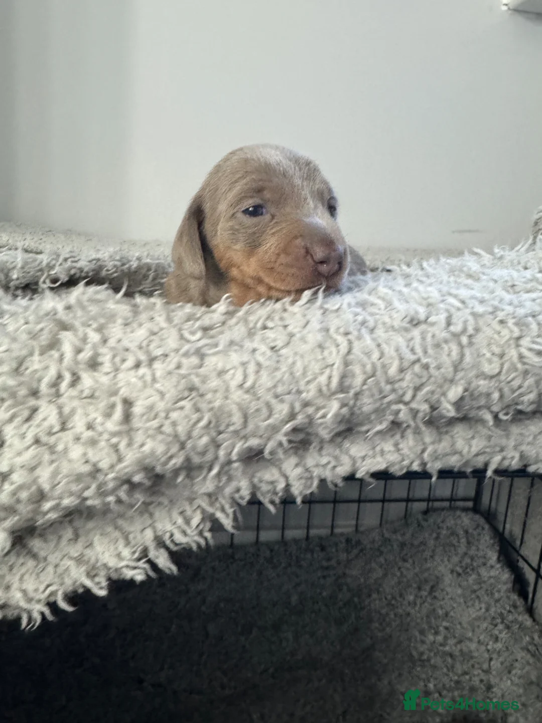 Miniature Dachshund dogs for sale: Miniature Dachshunds - Advert 12