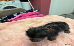 Mixed Breed dogs for sale: Puppies - Image 15