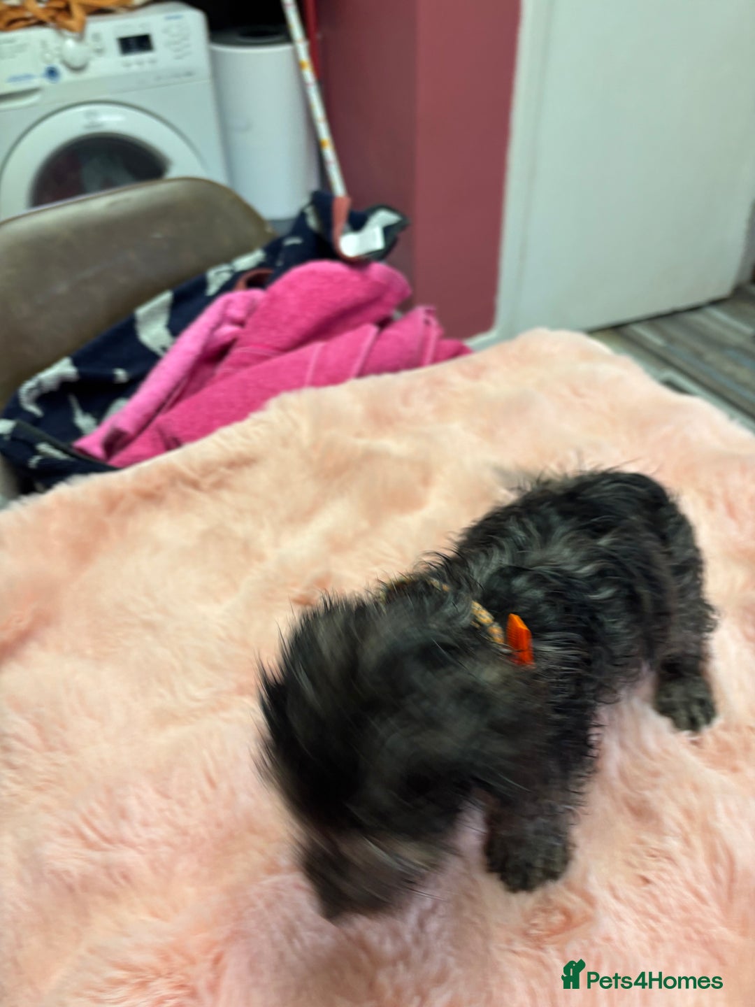 Mixed Breed dogs for sale: Puppies - Image 15