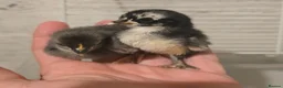 Chickens poultry for sale: Serama chicks - Advert 2