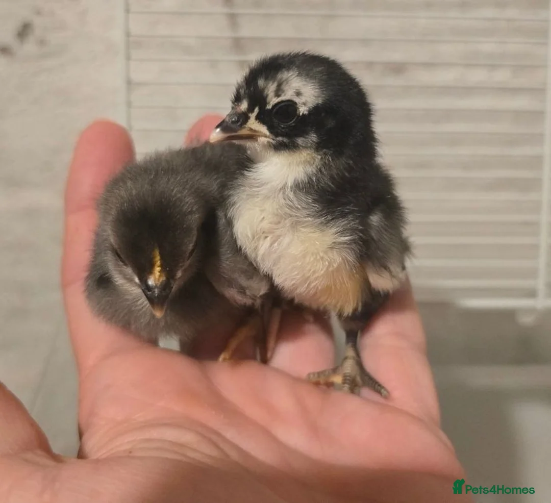 Chickens poultry for sale: Serama chicks - Advert 2