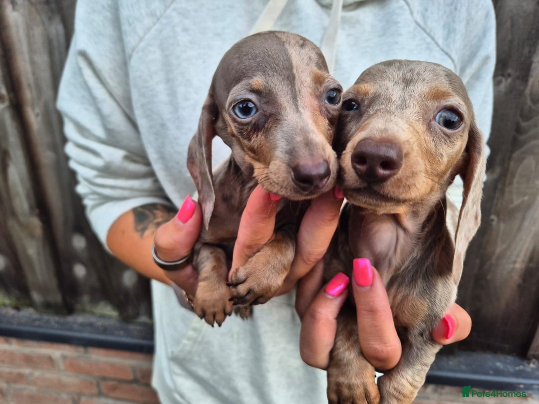 Miniature Dachshund dogs for sale: Miniature smooth haired dachshunds  - Image 6