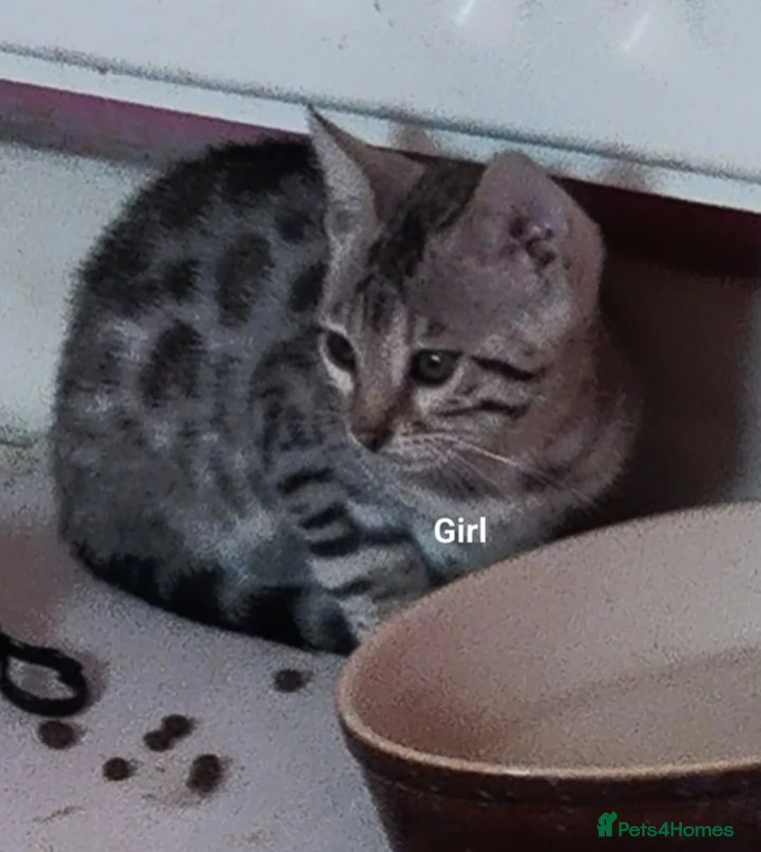 Bengal cats for sale: ⭐ Genetic Health Tested Silver Bengal Kittens  - Advert 10