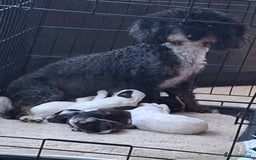 Mixed Breed dogs for sale: Jackapoo x cockerspaniel  - Image 14