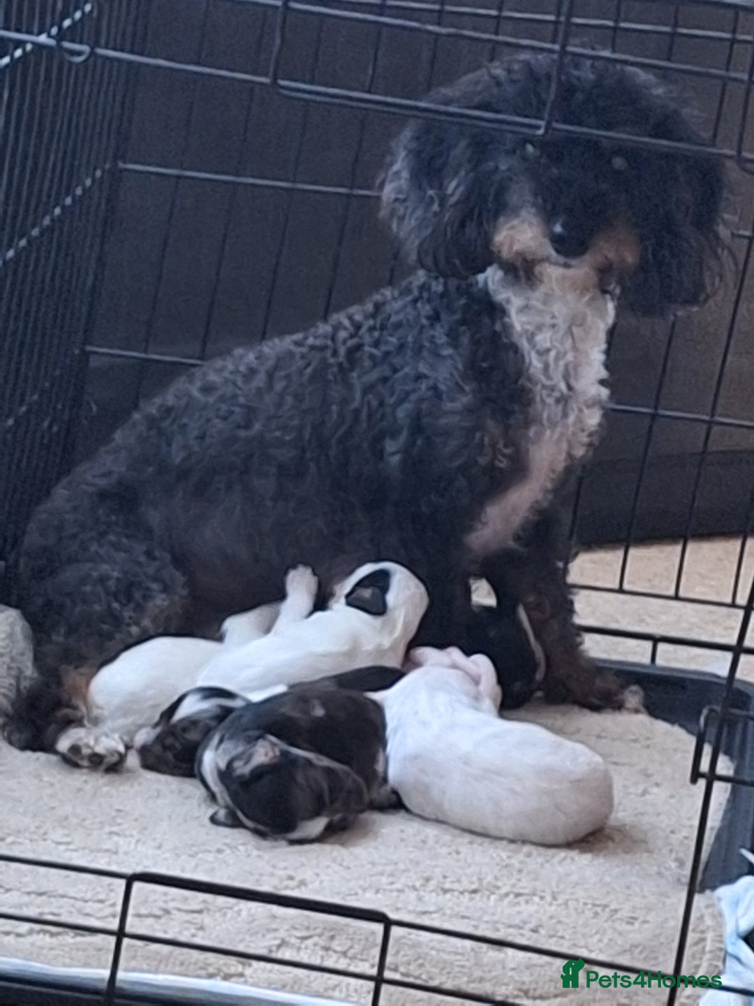Mixed Breed dogs for sale: Jackapoo x cockerspaniel  - Image 14