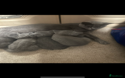 Russian Blue cats for sale: Russian Blu/British Blu - Image 1