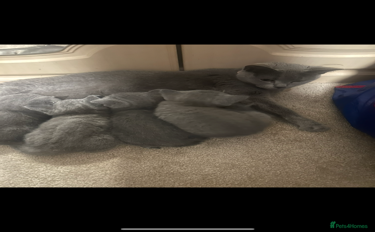 Russian Blue cats - Advert 3