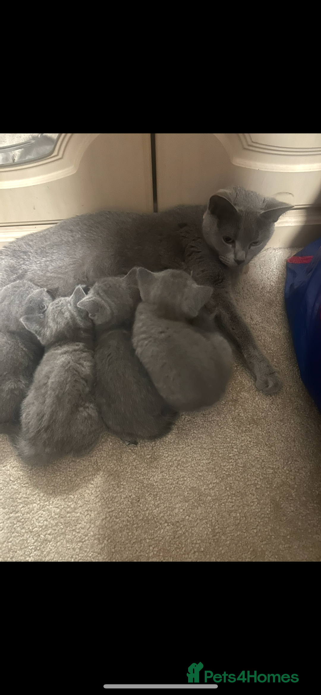 Russian Blue cats for sale: Russian Blu/British Blu - Image 1