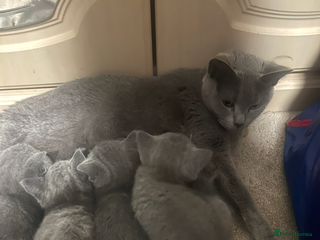 Russian Blue cats for sale - Advert 1