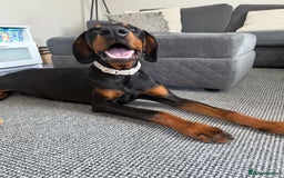 Dobermann dogs for sale: 6 month Dobermann’s - Image 1