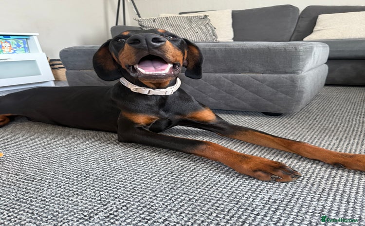 Dobermann dogs - Advert 1