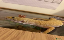 Gecko reptiles for sale: female leopard gecko + 4ft vivarium - Image 4