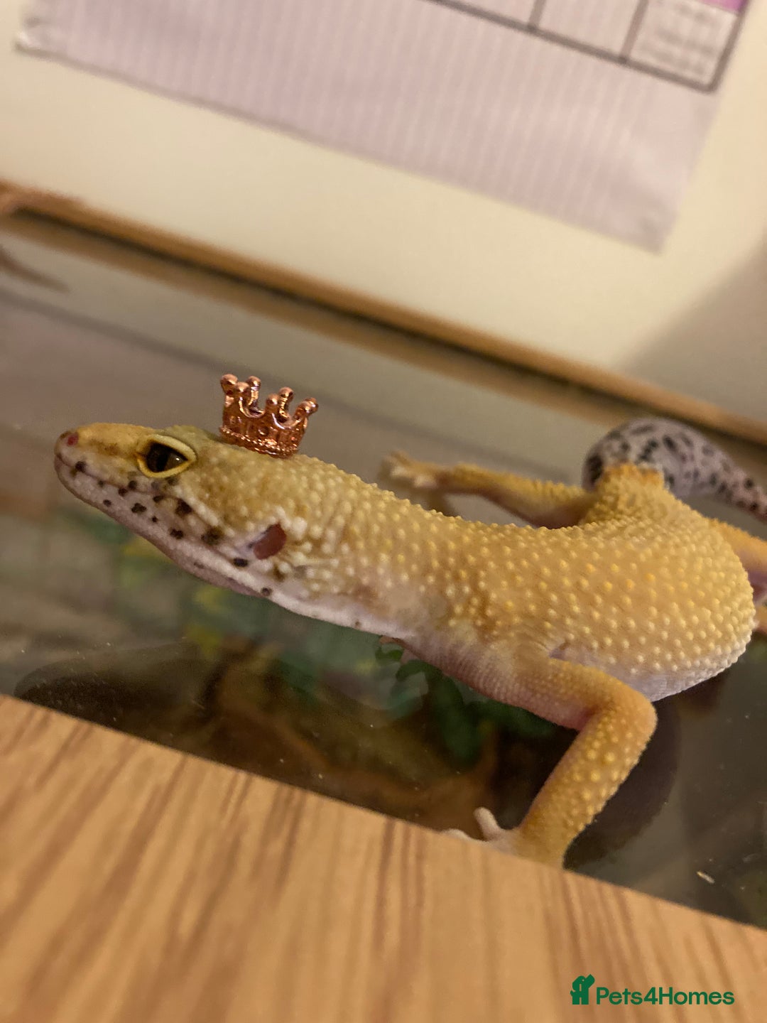 Gecko reptiles for sale: female leopard gecko + 4ft vivarium - Image 4