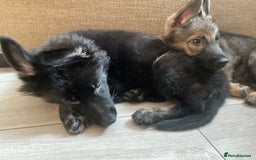 German Shepherd dogs for sale: Czech German Shepherd KC Registered puppies - Image 29