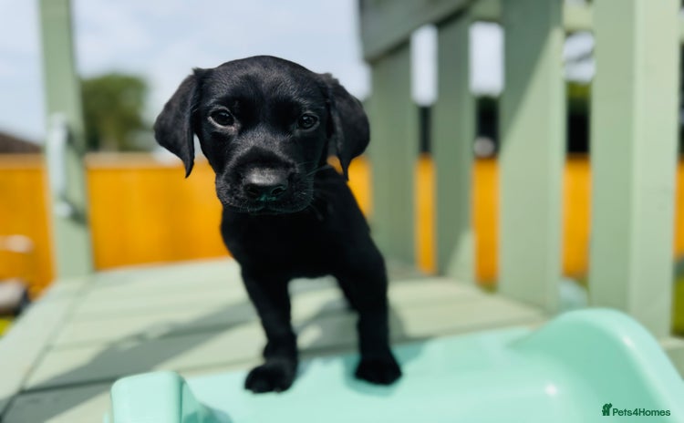 Labrador Retriever dogs - Advert 9