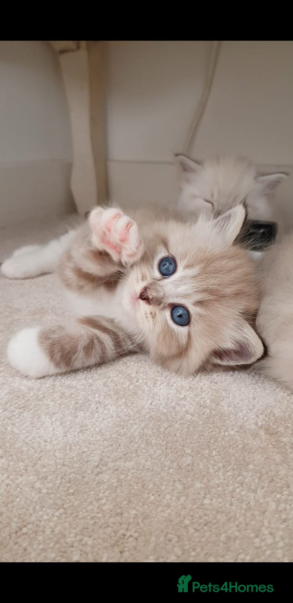 Ragdoll cats Stunning Rare Mink and Traditional Ragdolls. TICA - Advert 1