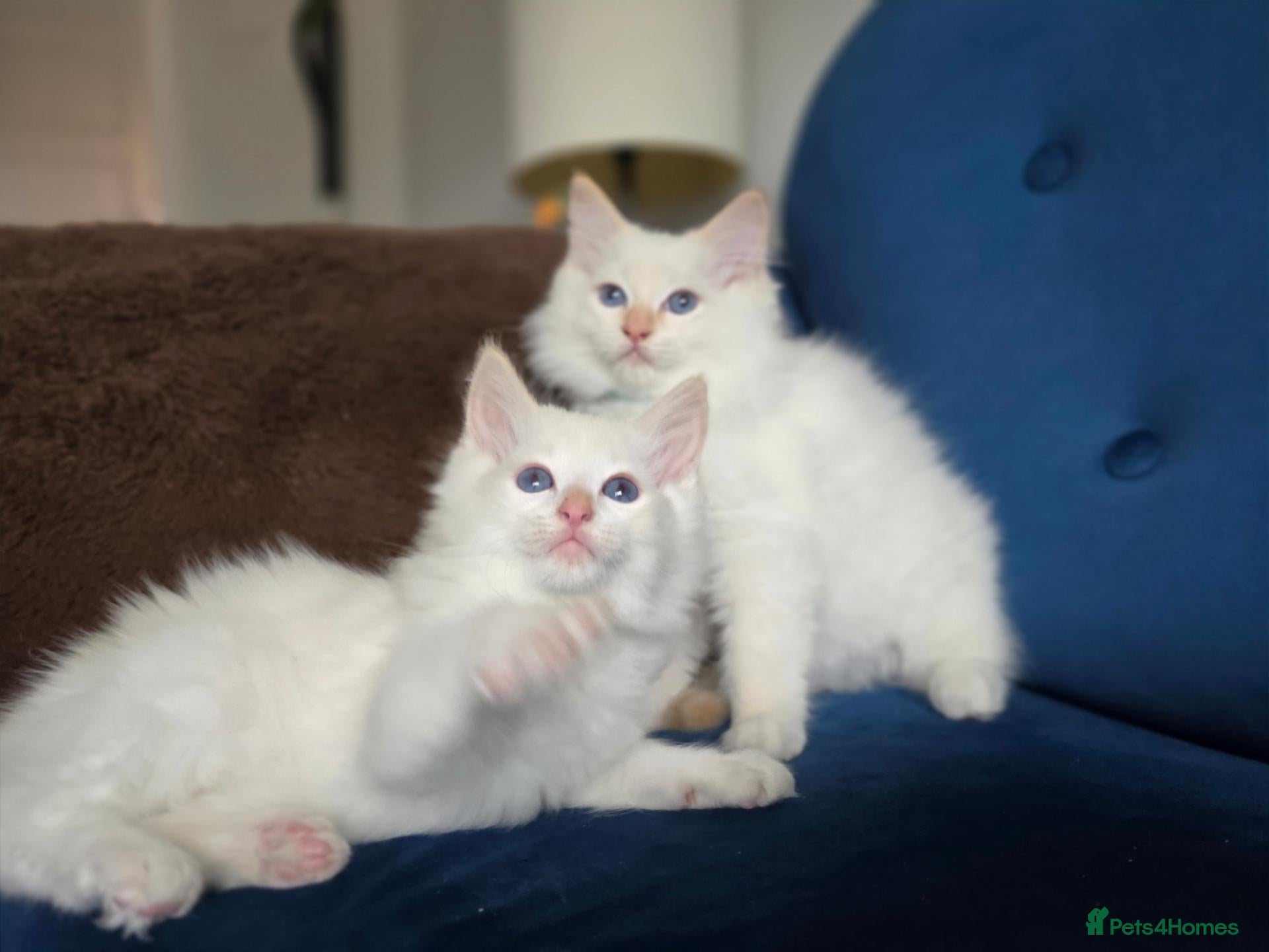 Ragdoll cats GCCF Registered Apricot/Cream boys. - Advert 2