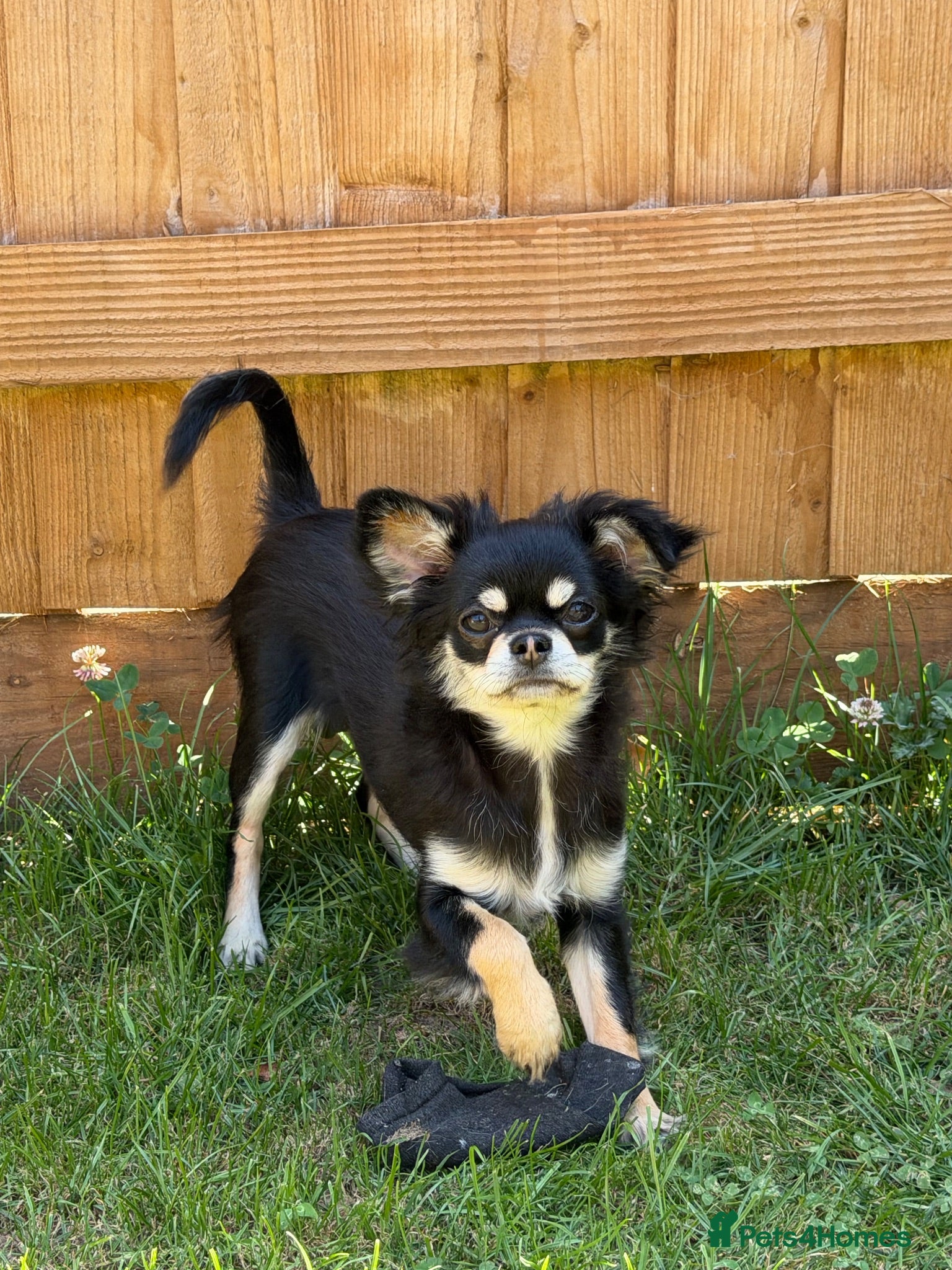 Chihuahua dogs KC reg chihuahua girl pup (health tested parents) - Advert 1
