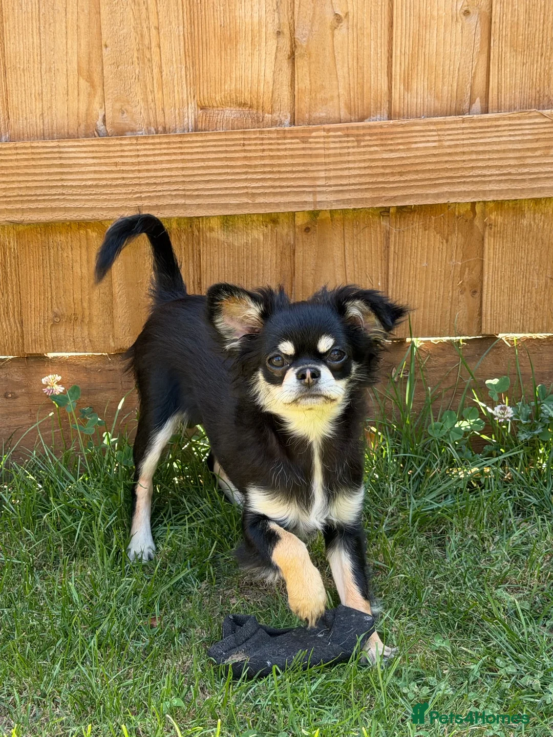 Chihuahua dogs for sale: KC reg chihuahua girl pup (health tested parents) - Advert 1